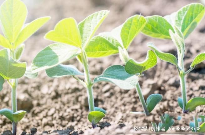 2024年油料作物和棉花杂草咋防控？技术方案来了→