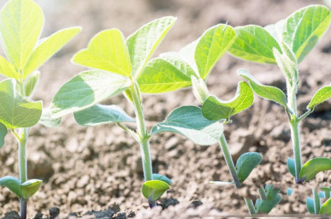 2024年油料作物和棉花杂草防控方案看这里