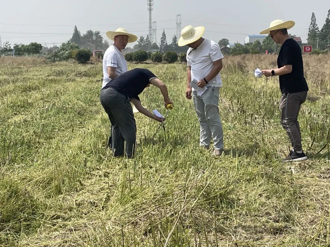 凯发国际首页荆州市2024年油菜机收减损暨秸秆禁烧和综合利用推进活动在马山镇召开(图3)