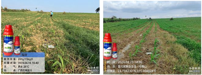 生物育种作物田如何科学安全除草？一篇讲透！(图3)
