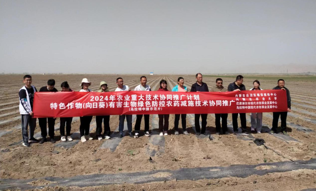 巴彦淖尔市启动2024年农业重大技术协同推广计划——特色作物（向日葵）有害生物绿色防控技术推广项目(图1)