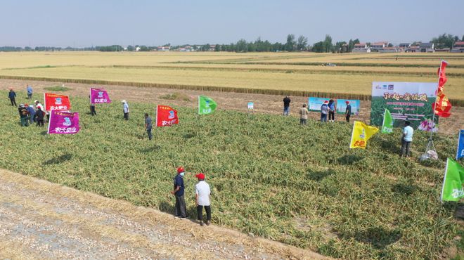 作物经理遭遇种植户“围堵”？“了不起的腐植酸2024实打实收中国行”丰县站：大蒜小年夺高产！