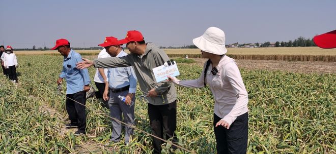 作物经理遭遇种植户“围堵”？“了不起的腐植酸2024实打实收中国行”丰县站：大蒜小年夺高产！(图5)
