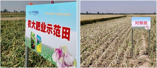 作物经理遭遇种植户“围堵”？“了不起的腐植酸2024实打实收中国行”丰县站：大蒜小年夺高产！(图6)