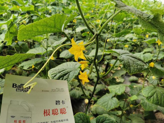 根聪聪为什么是作物养根的关键肥(图1)