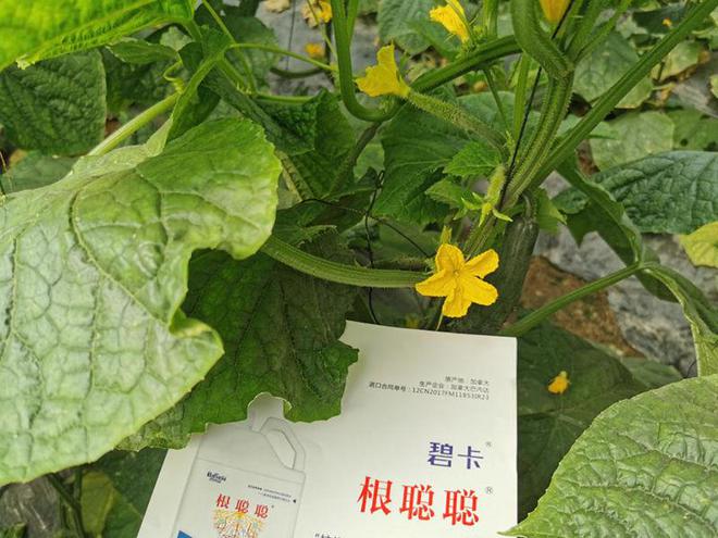 根聪聪为什么是作物养根的关键肥(图2)