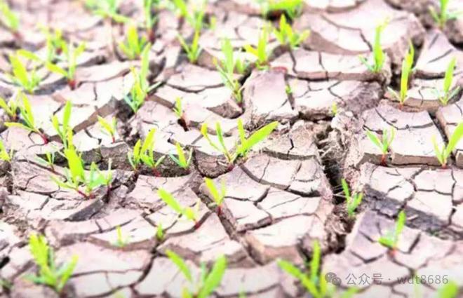 “K8国际入口是涝是旱就看五月初八”今日五月初八2024年夏天雨水多吗？
