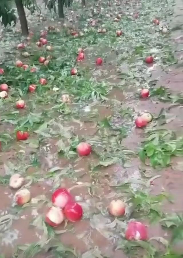凯发国际雪上加霜！山东冰雹让农作物受损严重桃农损失惨重亟待救助