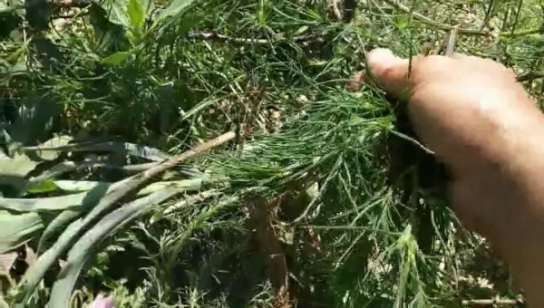 “过了夏至不种田”！夏至后4种作物别再种了民间谚语给出答案(图2)