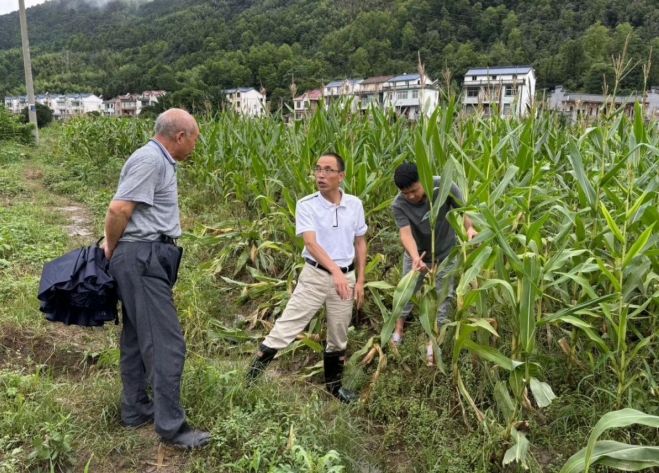 石台县矶滩乡：农技人员“把脉开方”助力恢复农业生产(图3)