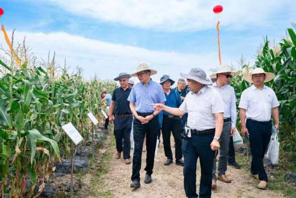 318个玉米品种齐聚奉贤！2024上海·长三角鲜食玉米新优品种展示大会举办