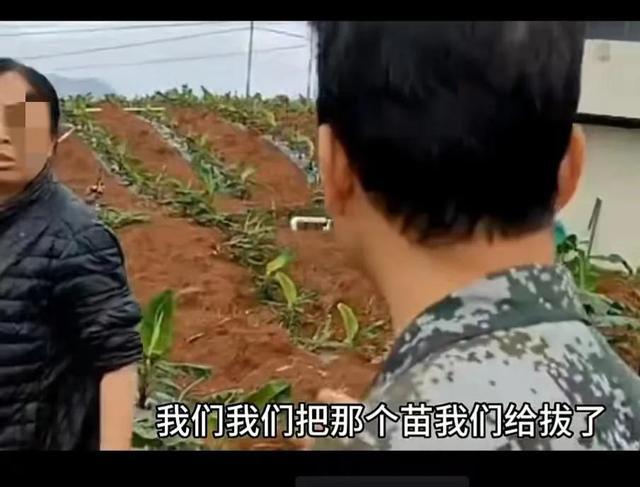 禁止农民在基本农田种植非粮作物广西开始清除农田非粮作物。