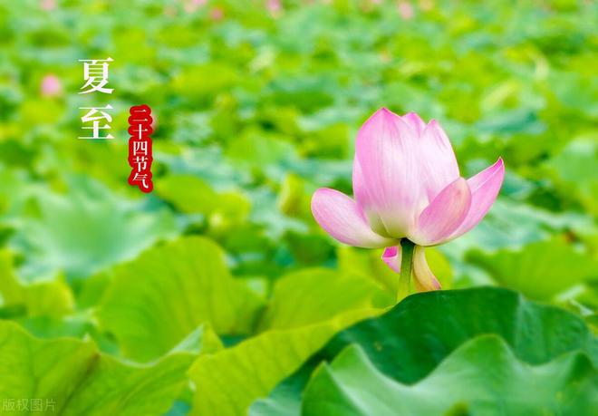 老话说“公伏凶母伏爽”2024年是公伏还是母伏？会很热吗？(图2)