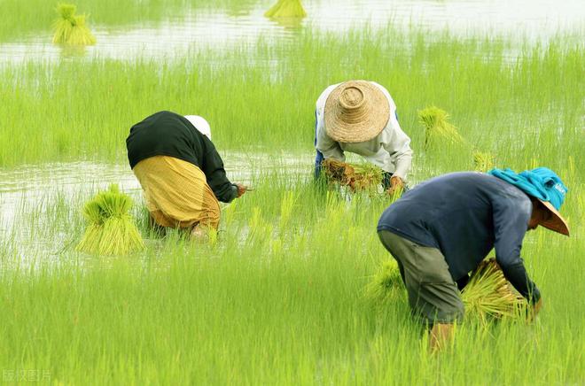 老话说“公伏凶母伏爽”2024年是公伏还是母伏？会很热吗？(图8)