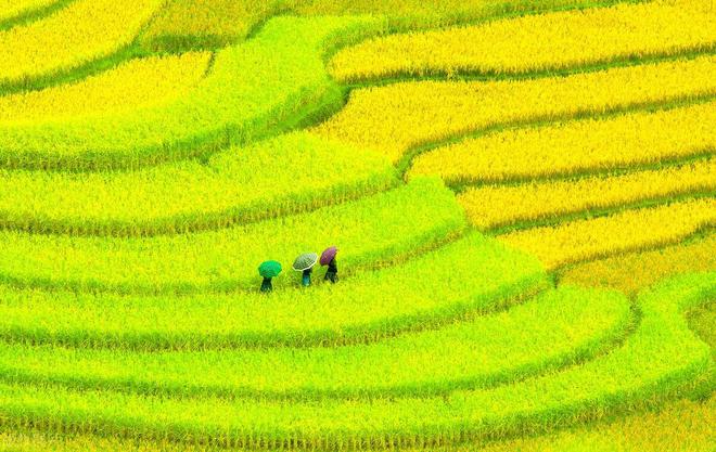 7月22日大暑俗语“大暑中伏前必定是荒年”2024年是何预兆(图8)
