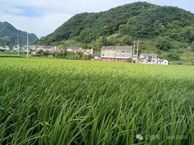 “上午立秋冷飕飕下午立秋热死牛”2024年几点？有啥预兆？(图3)