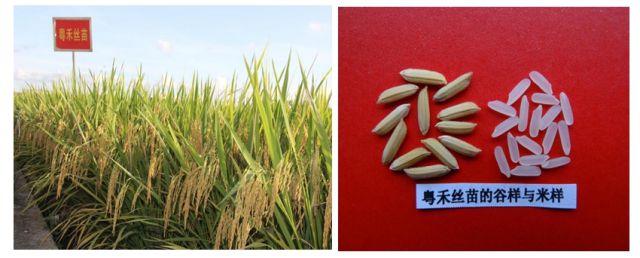 2024年广州粮作主导品种和主推技术这些上榜