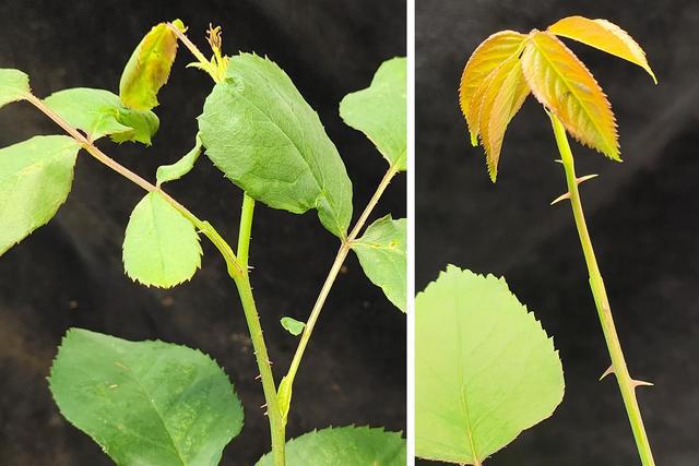 转基因无刺玫瑰提示未来种植更好作物的方法