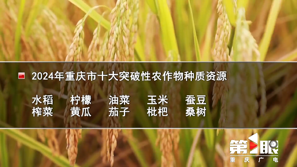 重庆发布2024年十大突破性农作物种质资源