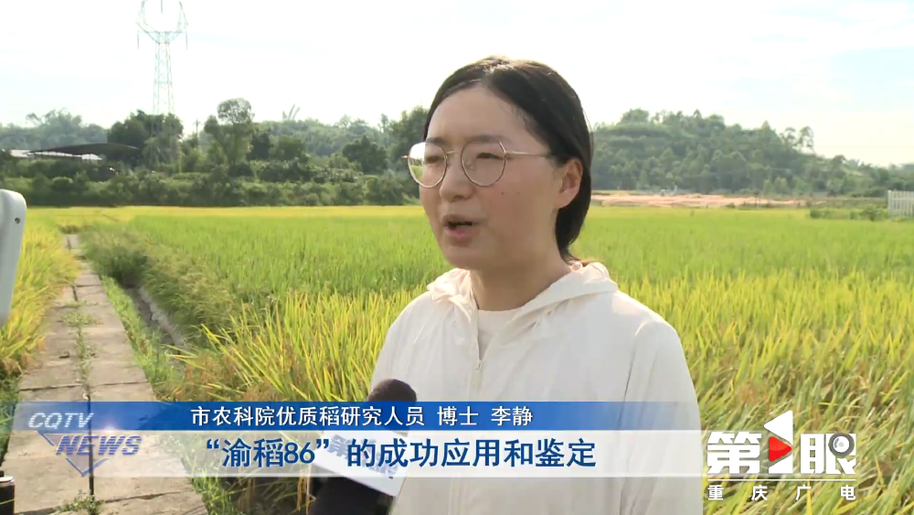 重庆发布2024年十大突破性农作物种质资源(图5)
