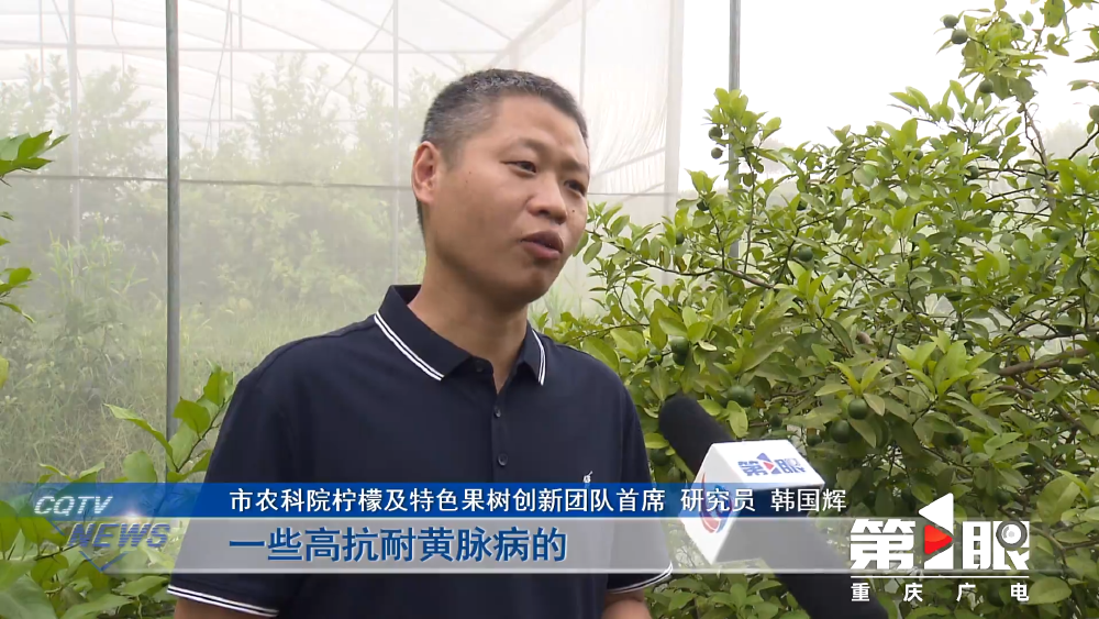 重庆发布2024年十大突破性农作物种质资源(图9)