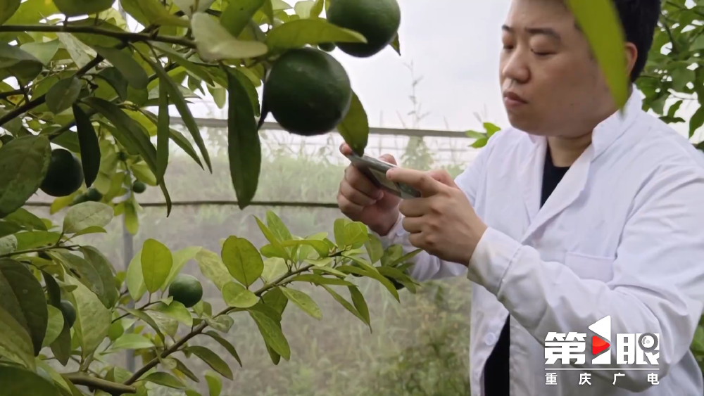 重庆发布2024年十大突破性农作物种质资源(图10)
