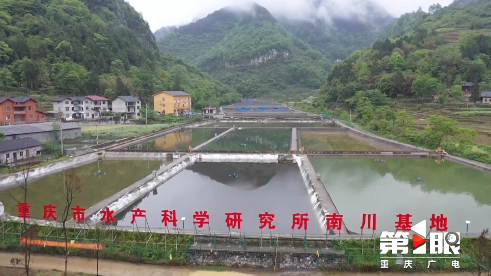 重庆发布2024年十大突破性农作物种质资源(图12)