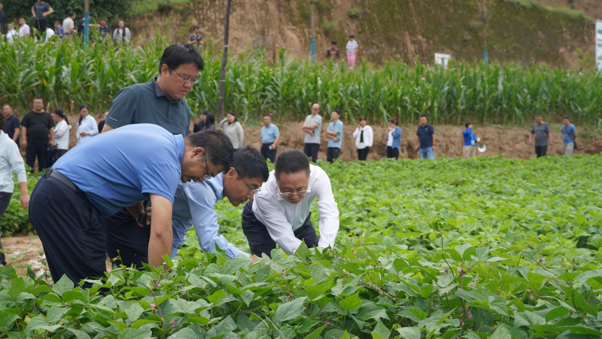 2024年全国杂粮产业发展交流会暨中国作物学会食用豆专委会会员大会在兴县召开(图2)
