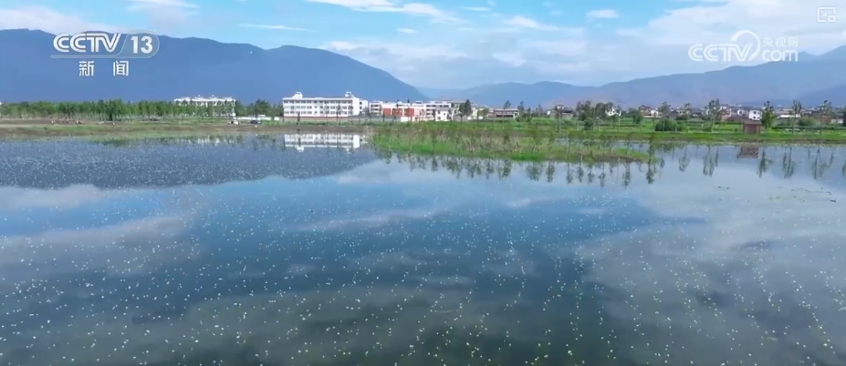 凯发国际高质量发展调研行“颜值”变“产值”打造“风景生产力”(图5)