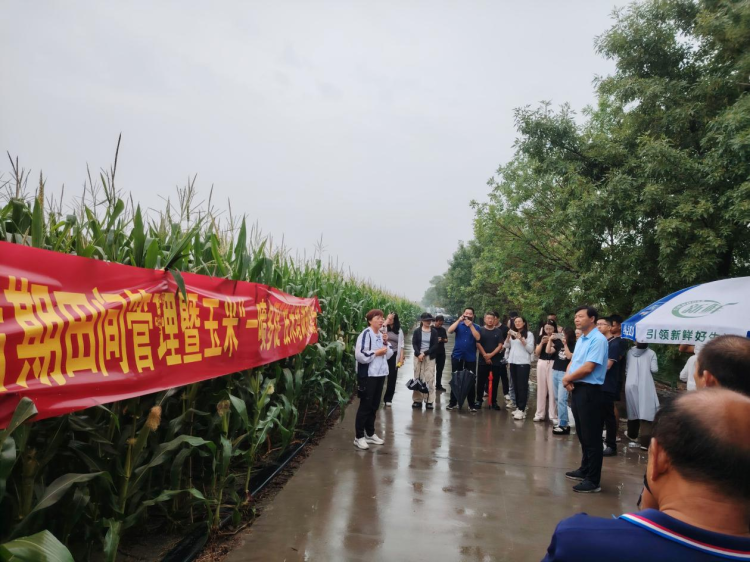 凯发国际首页秋粮作物进入关键期淄博“一喷多促”助力增产丰收