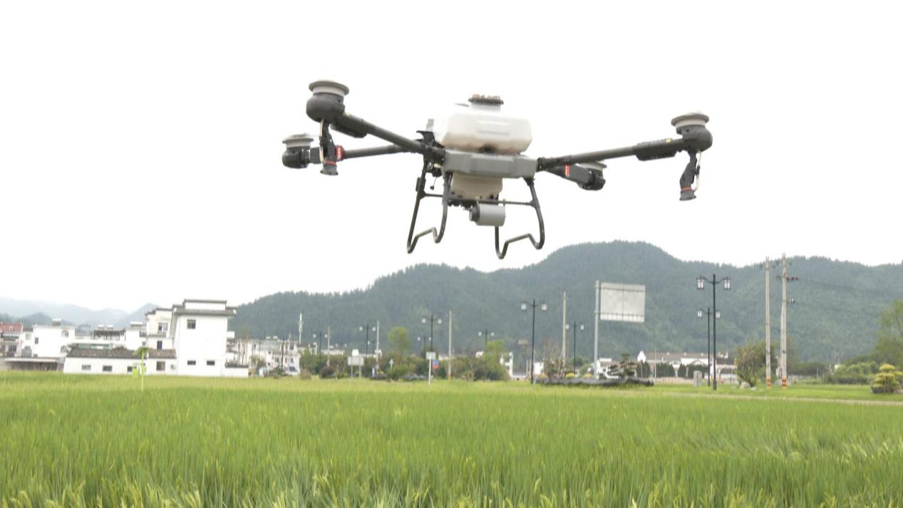 黟县成功举办2024年黟县秋粮作物防灾减灾暨“一喷多促”培训班