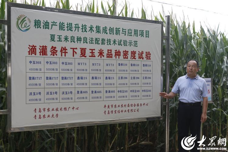 玉米亩增产10%以上！青岛市200余个秋粮作物优良良种和绿色增粮技术模式集中展示(图2)