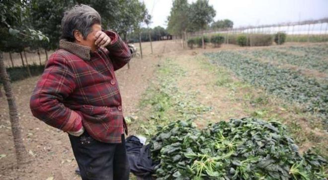 中美化肥年产量差距犹如断崖：美国产量2100万吨中国能有多少？(图22)