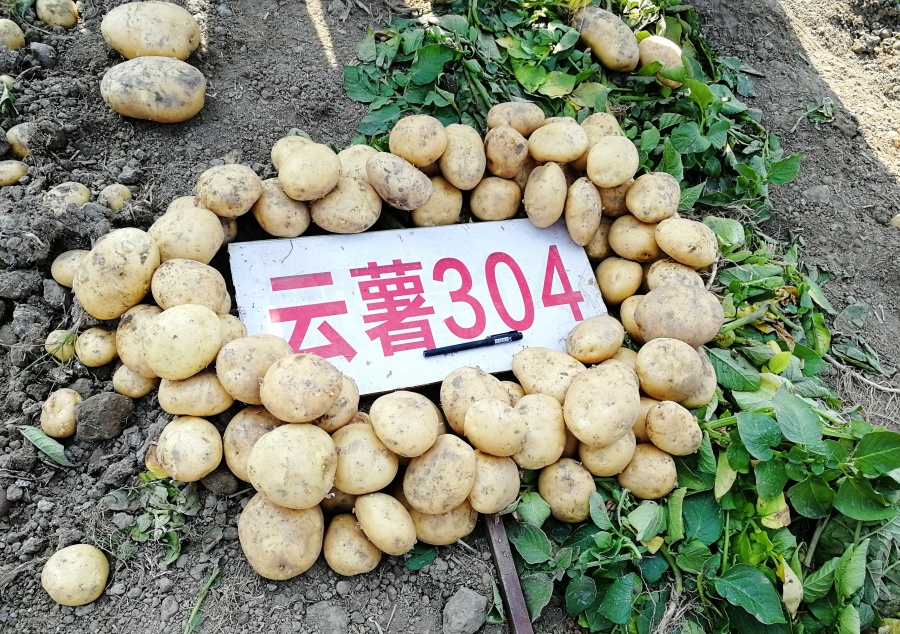 “云薯304”入选农业农村部2024年农业主导品种_新华网
