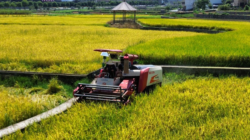 仁怀茅坝镇：机械化收割助力400万余斤稻谷“颗粒归仓”(图2)
