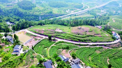 凯发国际首页重庆市綦江区赶水镇双丰村：荒地开垦种出“金疙瘩”(图2)