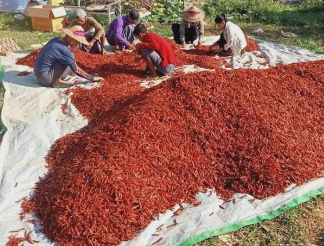 缅甸产干辣椒备受欢迎订单量蹭蹭增加；化肥、种子价格走高
