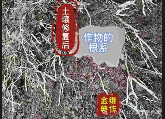 专家谈⑨农作物高产优质解决方案(图2)
