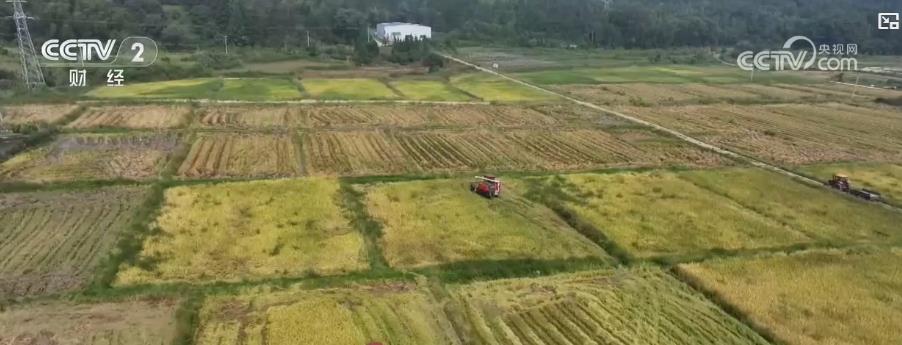 全国秋收进入高峰期江西中稻、新疆棉花等多地农作物喜迎丰收