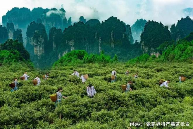 凯发国际首页张家界莓茶多少钱一斤土家莓茶的价格多少钱一斤看完不踩坑省钱(图2)
