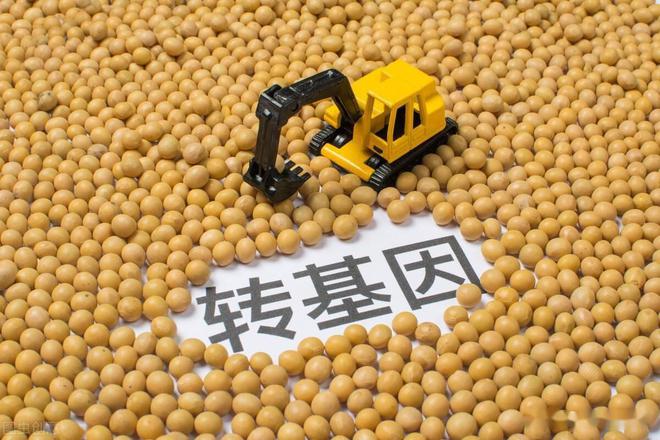 转基因作物要被转正了吗？2024年试点种植扩大至5省20县