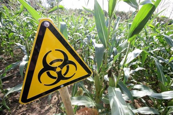 转基因作物要被转正了吗？2024年试点种植扩大至5省20县(图4)