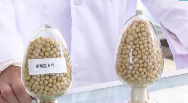 2024年吉林省农作物高产品种竞赛雁鸣湖种业“雁育豆23”获大豆组第一名