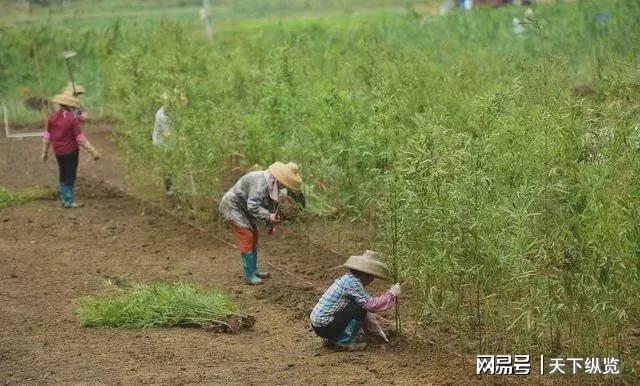 查收提醒！2024年耕地补贴发放到户你领到了吗？