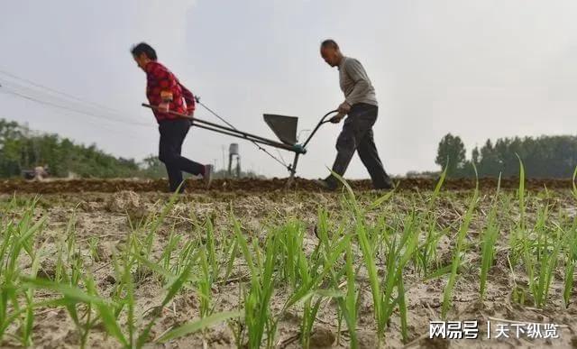 查收提醒！2024年耕地补贴发放到户你领到了吗？(图4)