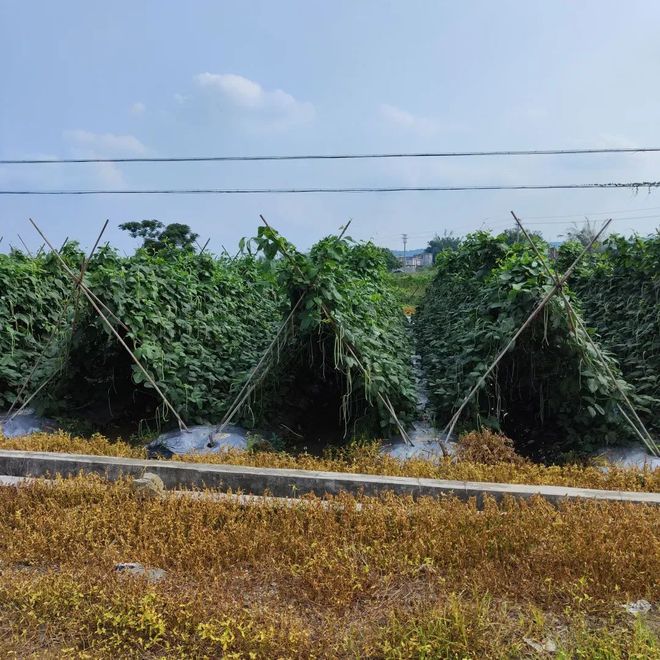 人与自然气候变化城乡食农种植丰年庆2024展凯发国际览一览