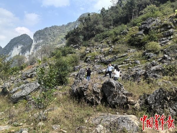 科技“绿动”喀斯特科研团队扎根西南三十载打造生态与经济双赢样本