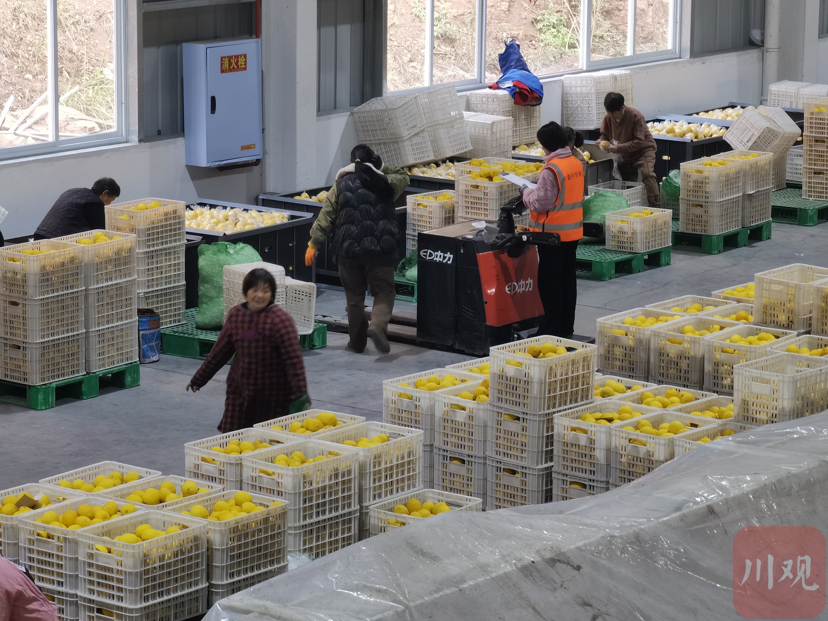 去年26种特色农产品首次出口——探索微改革天府农品加速出海丨奋力谱写中国式现代化四川新篇章