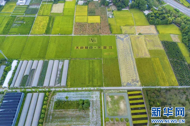 凯发国际首页乡村振兴在行动｜四川成都：园区沃土“育”出智慧农业新图景(图5)