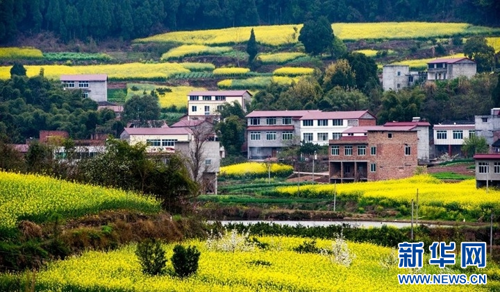 凯发国际首页乡村振兴在行动｜四川成都：园区沃土“育”出智慧农业新图景(图6)